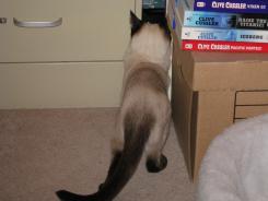 more kittens